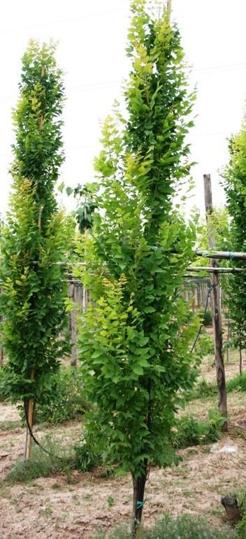 Koelreuteria paniculata Fastigiata
