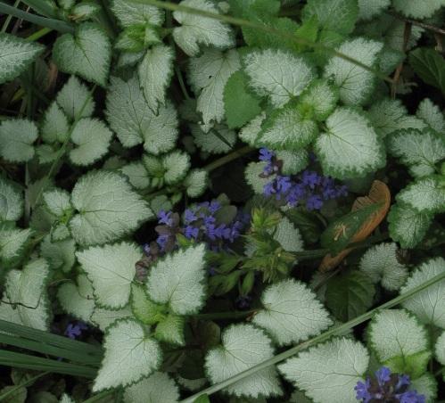 Lamium maculatum 'Purple Dragon'