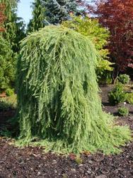 Larix decidua 'Pendula' — photo 1