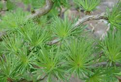 Larix kaempferi Diana — photo 1