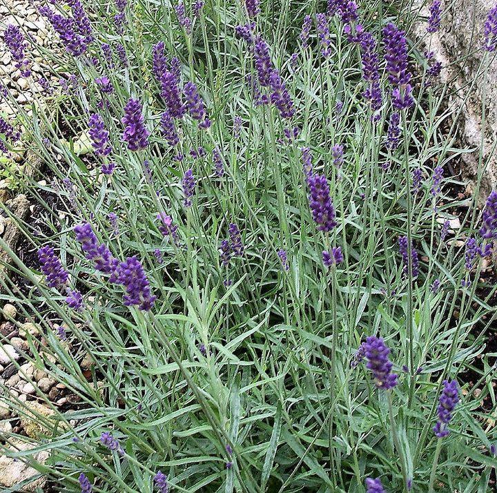 Lavandula angustifolia 'Hidcote' — photo 1