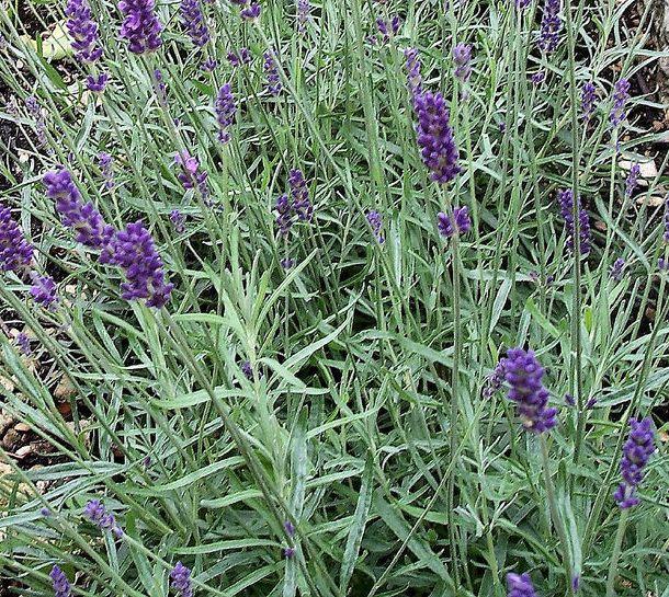 Lavandula angustifolia Hidcote Blue