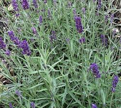 Lavandula angustifolia Hidcote Blue — photo 1