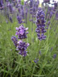 Lavandula angustifolia Hidcote Blue — photo 2