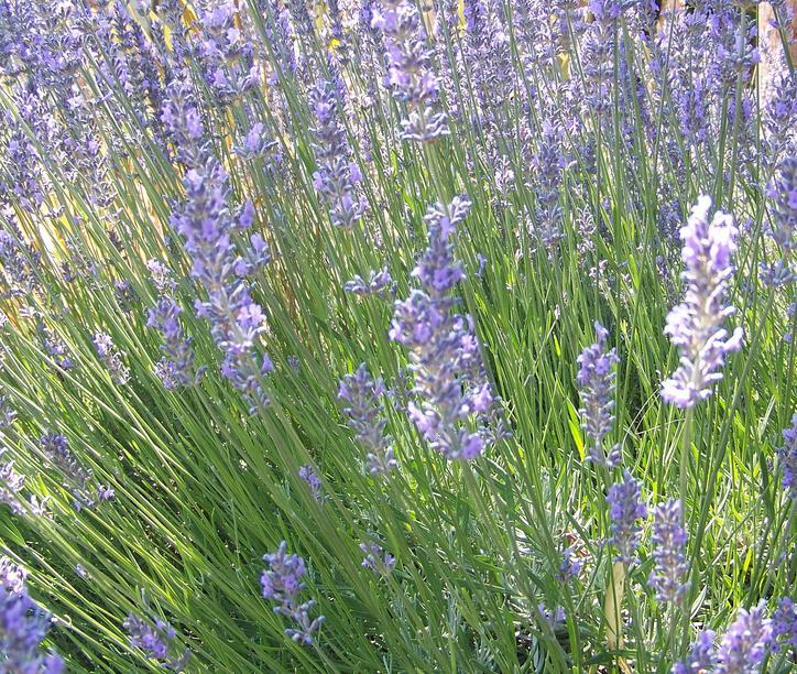 Lavandula angustifolia 'Munstead'