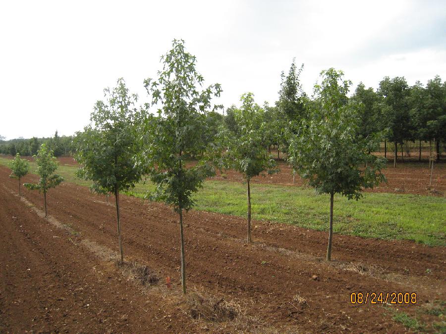 Liquidambar styraciflua Cherokee