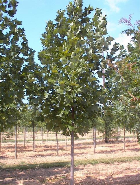 Liriodendron chinensis