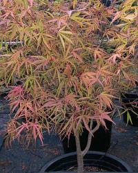 Acer palmatum 'Scolopendrifolium' — photo 1