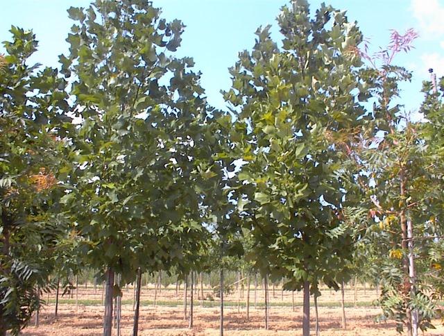 Liriodendron tulipifera 'Arnold'