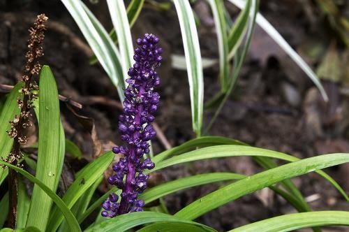 Liriope muscari 'Big Blue' — photo 1