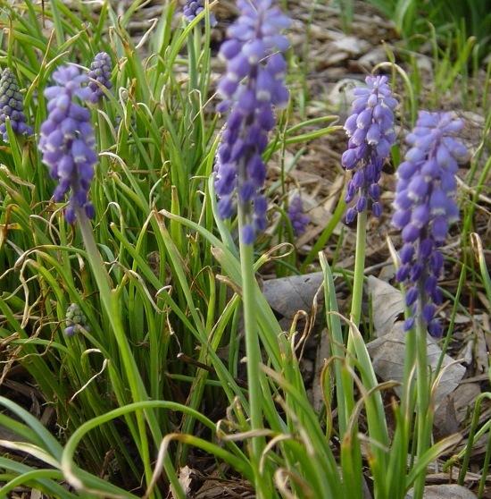 Liriope muscari 'Royal Purple'