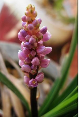 Liriope 'Samantha'