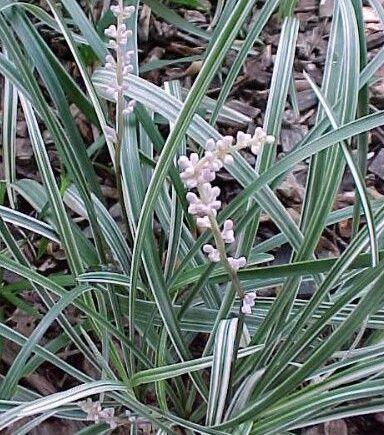 Liriope spicata 'Silver Dragon'