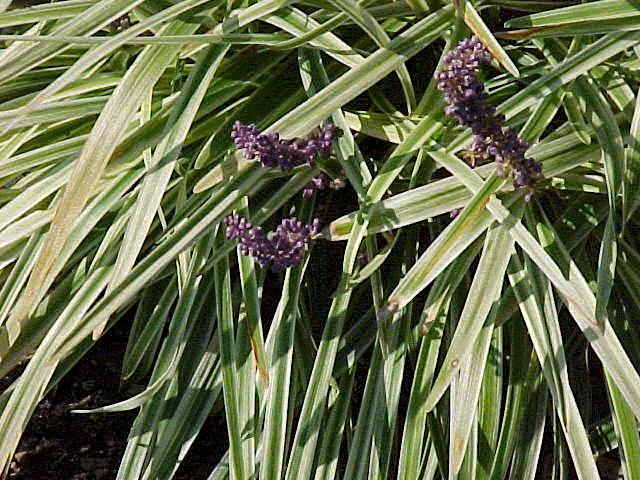 Liriope muscari 'Variegata' — photo 1