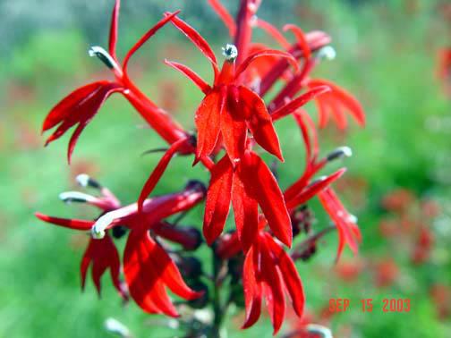 Lobelia Cardinalis