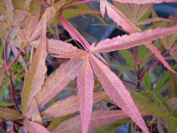 Acer palmatum 'Scolopendrifolium' — photo 2