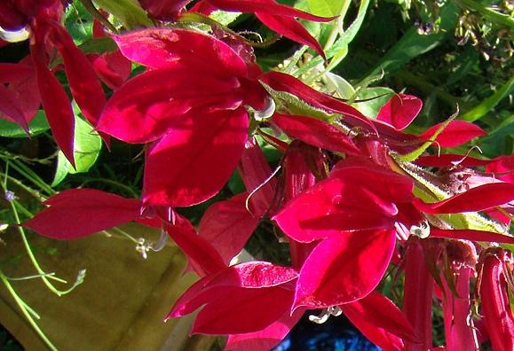 Lobelia x speciosa 'Compliment Deep Red'