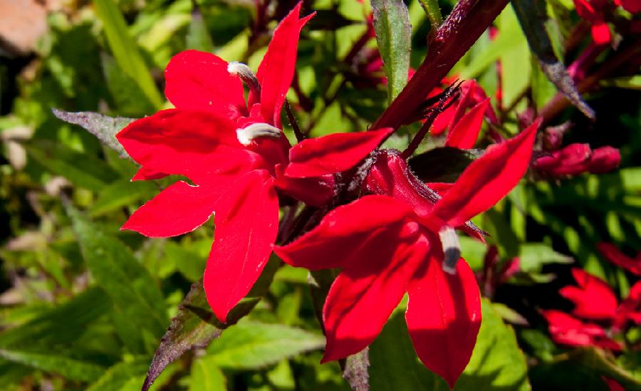 Lobelia x speciosa 'Fan Scarlet'