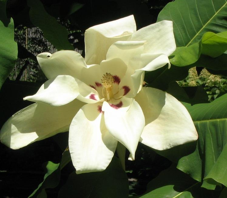 Magnolia macrophylla — photo 1