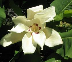 Magnolia macrophylla — photo 1
