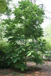 Magnolia macrophylla — photo 2