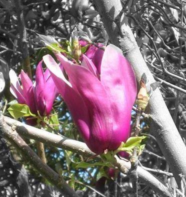 Magnolia Shirazz