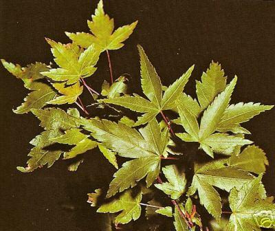 Acer palmatum 'Shojo Nomura' — photo 1