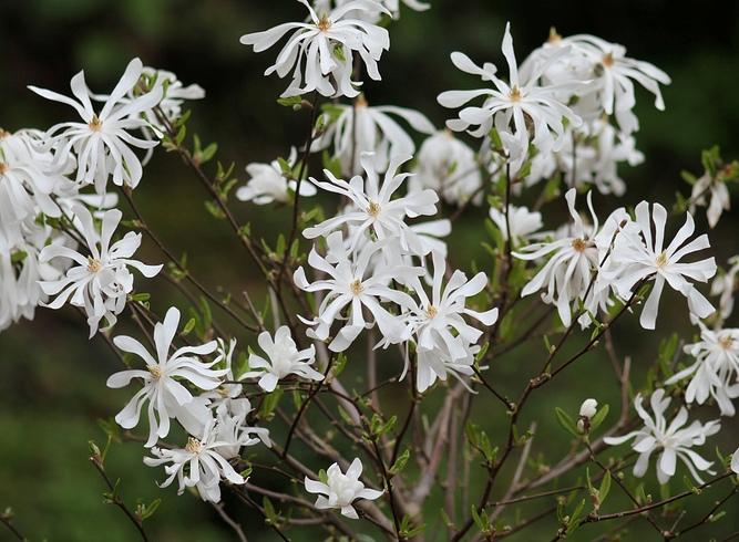 Magnolia stellata 'Centennial'