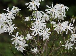 Magnolia stellata 'Centennial' — photo 1