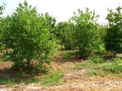 Magnolia virginiana — photo 1