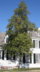 Magnolia virginiana australis — photo 1