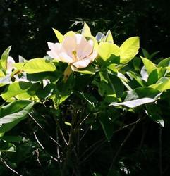 Magnolia virginiana australis — photo 2