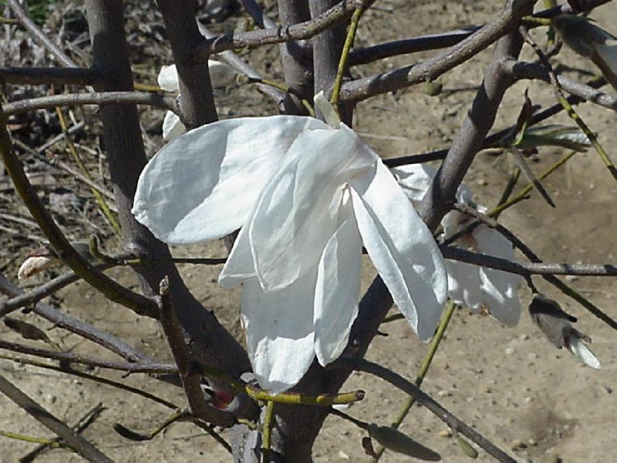 Magnolia x kobus 'Wada's Memory'