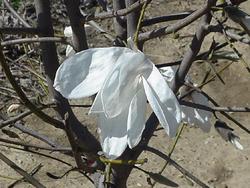 Magnolia x kobus 'Wada's Memory' — photo 1