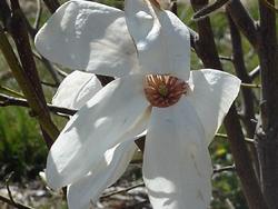 Magnolia x kobus 'Wada's Memory' — photo 2