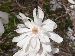 Magnolia x loebneri Ballerina — photo 1