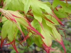 Acer palmatum 'Tsuma Gaki' — photo 1