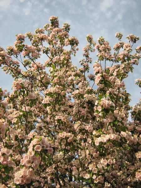 Malus ioensis 'Klehm's Improved Bechtel'