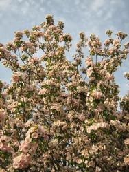 Malus ioensis 'Klehm's Improved Bechtel' - The Site Gardener