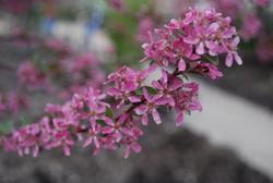 Malus 'Robinson' — photo 1