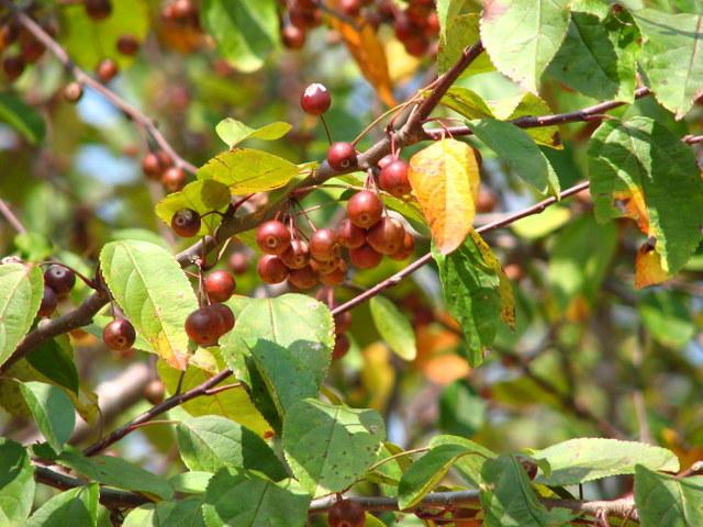 Malus 'Robinson' - The Site Gardener