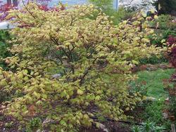 Acer palmatum 'Tsuma Gaki' — photo 2