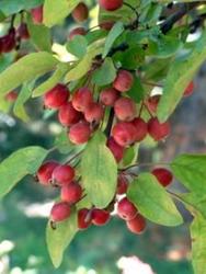 Malus Adams — photo 1