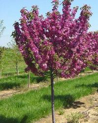 Malus Adams — photo 2