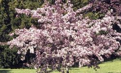 Malus 'Weepcanzam' Weeping Candied Apple — photo 1