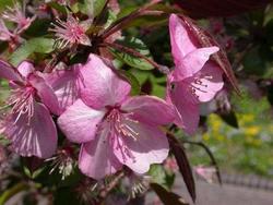 Malus Cardinal — photo 1