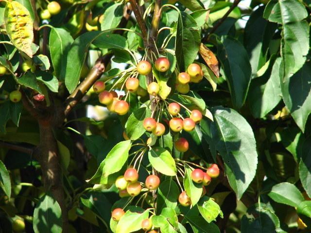 Malus 'Donald Wyman' — photo 1