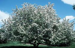 Malus 'Donald Wyman' — photo 2