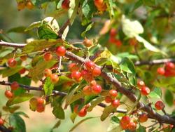 Malus 'Indian Magic' — photo 1