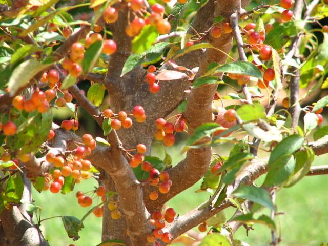 Malus Indian Summer
